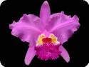 Cattleya lueddemanniana